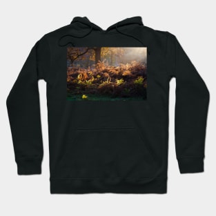 Bracken Lit by Morning Light, Richmond Park Hoodie